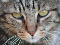 Mauzi  Bes.: Familie Seiz